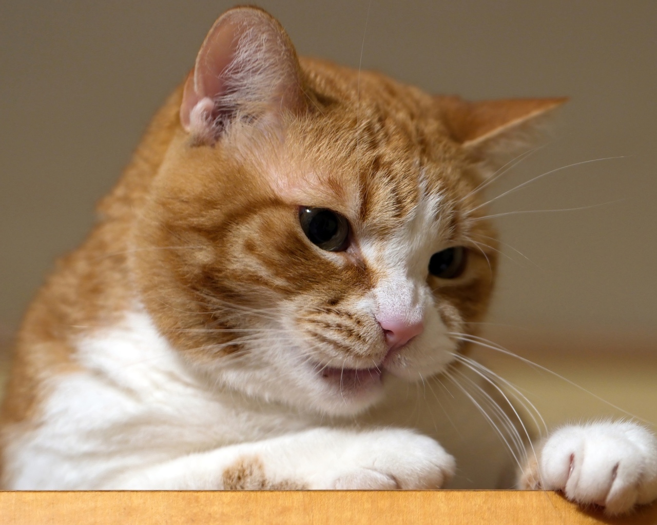 Недовольный рыжий кот крупным планом