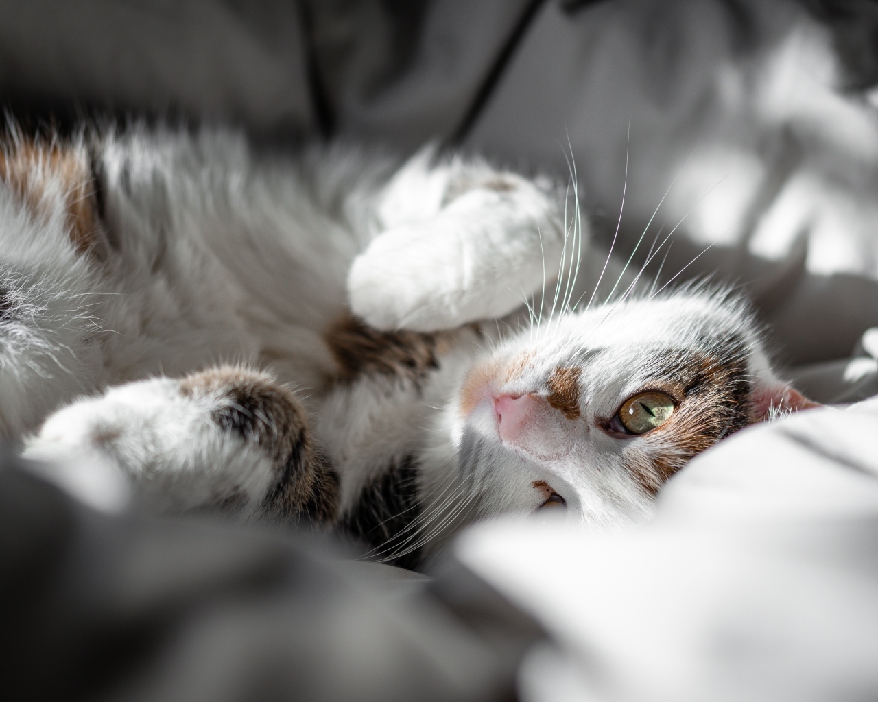 Домашний кот нежится в постели