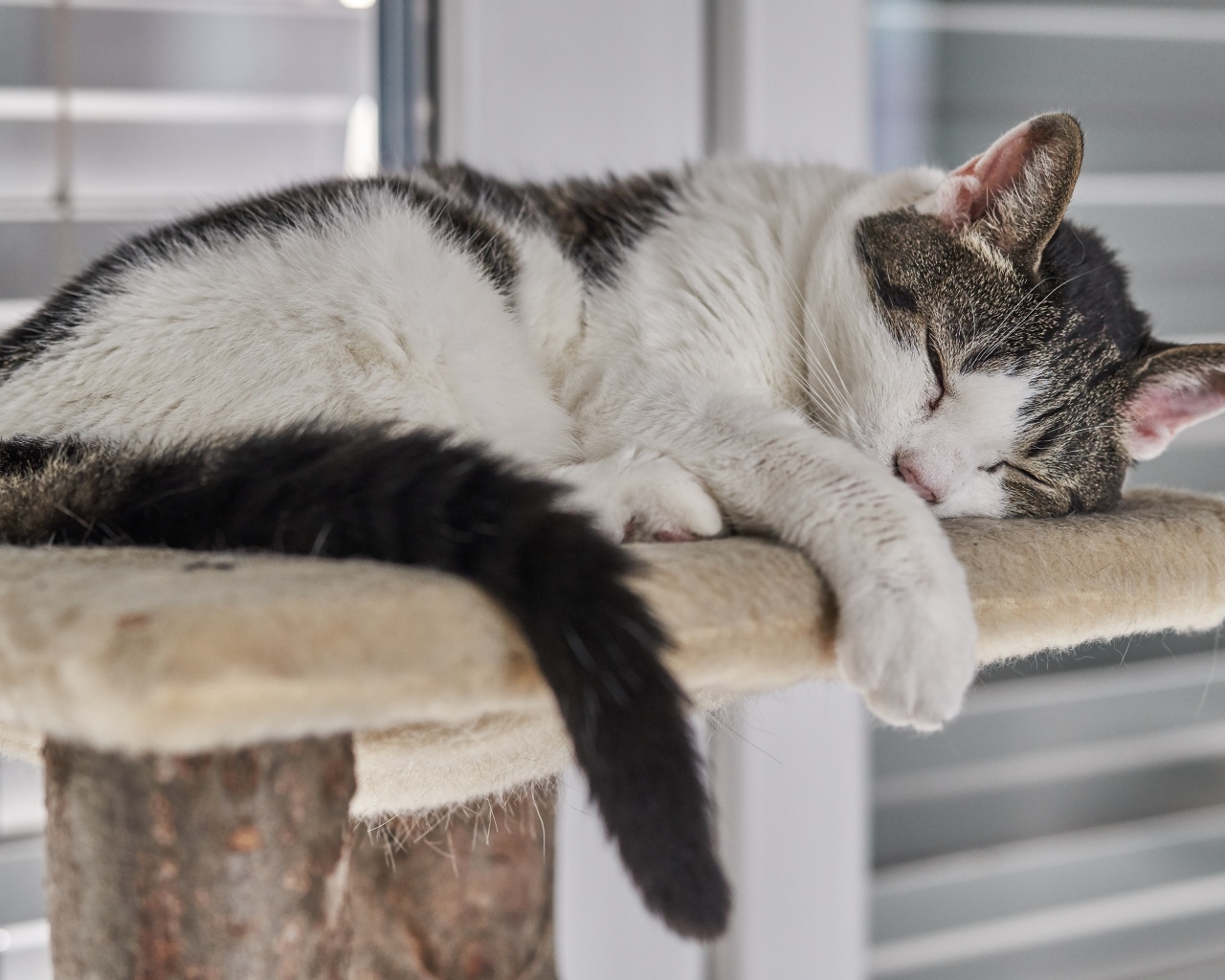 Домашний кот спит на лежанке
