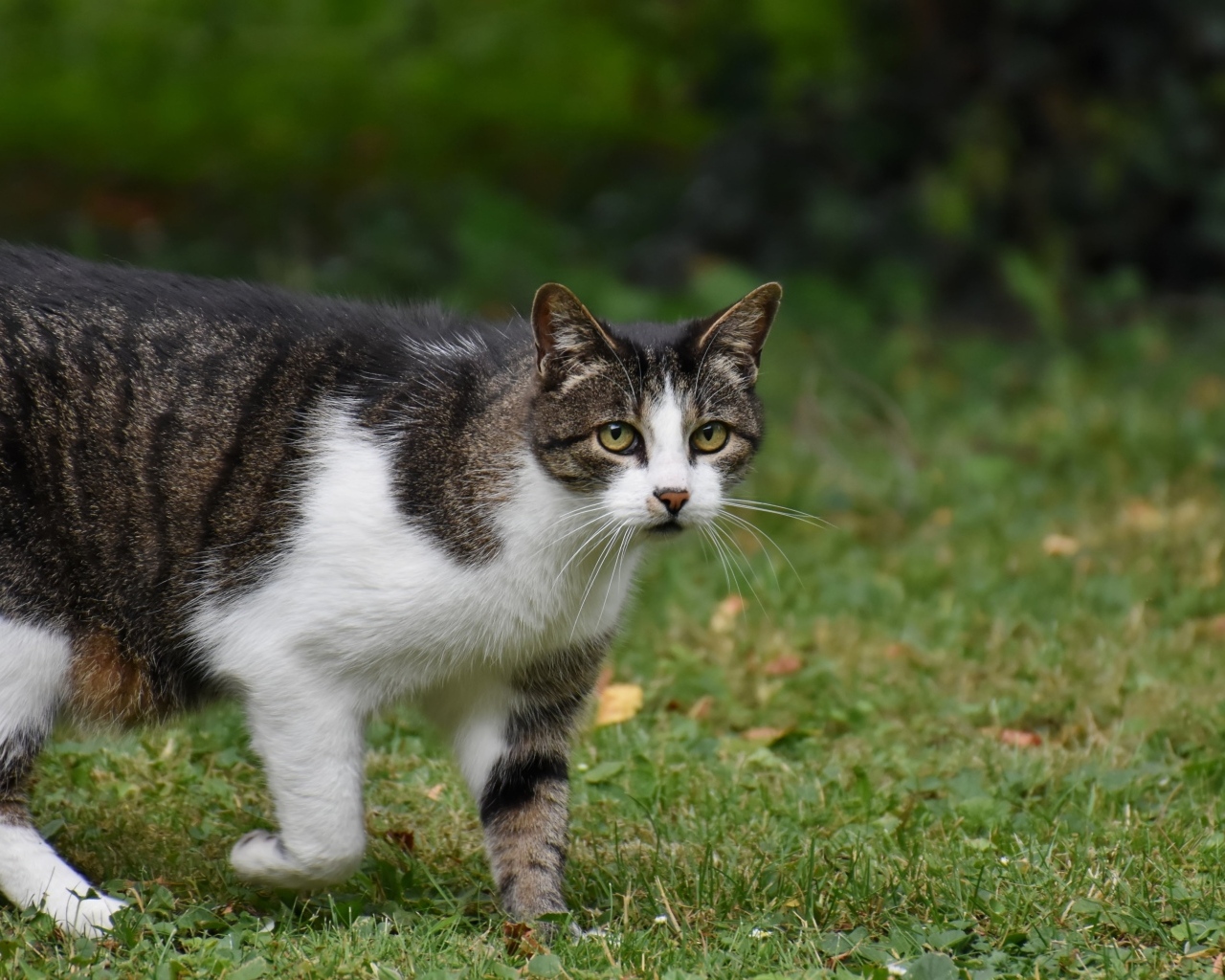 Серо-белый кот стоит на зеленой траве
