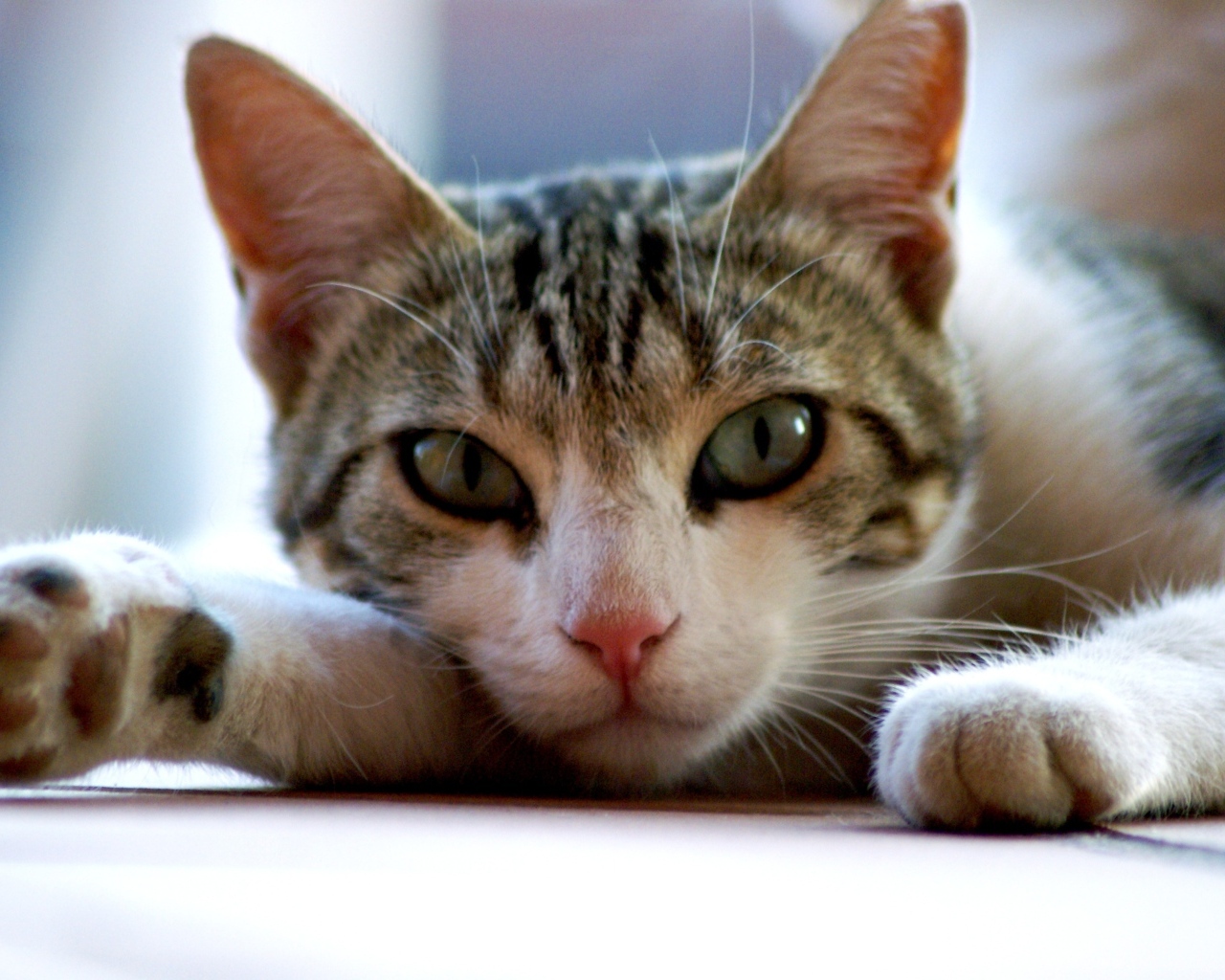 Серый с белым домашний зеленоглазый кот