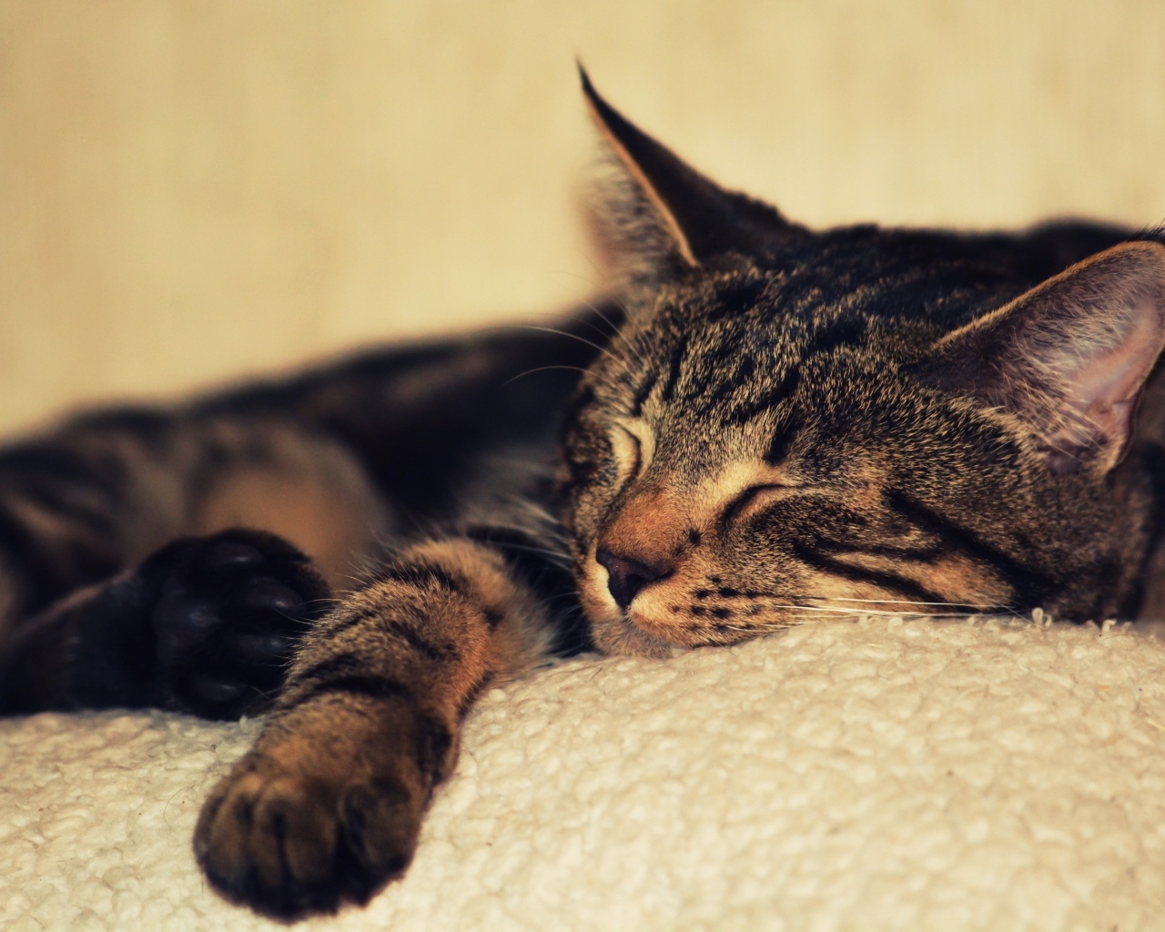 Серая кошка спит на белом покрывале