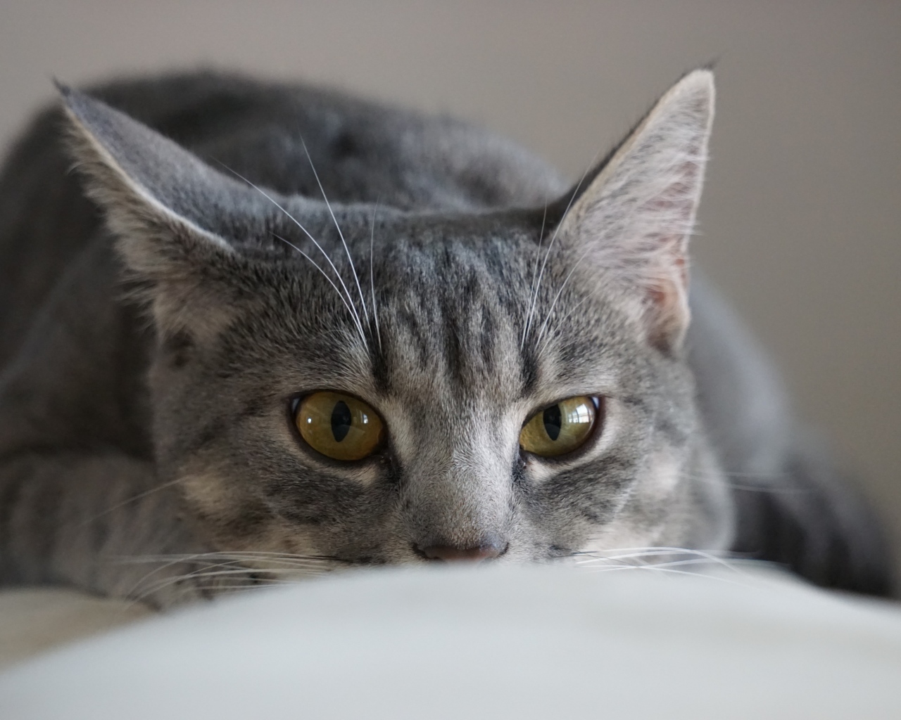 Серая кошка спит на диване