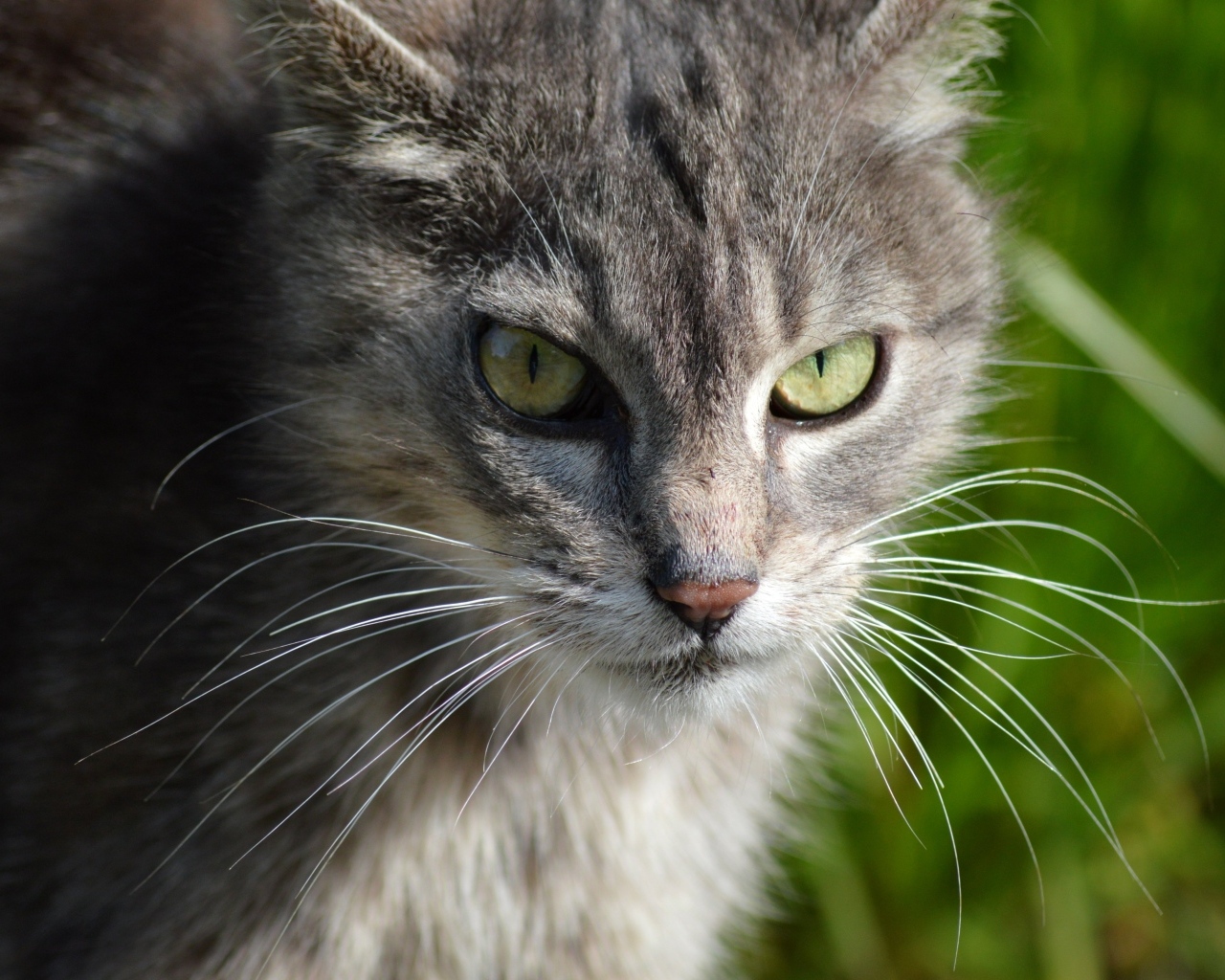 Серый кот с зелеными глазами на улице