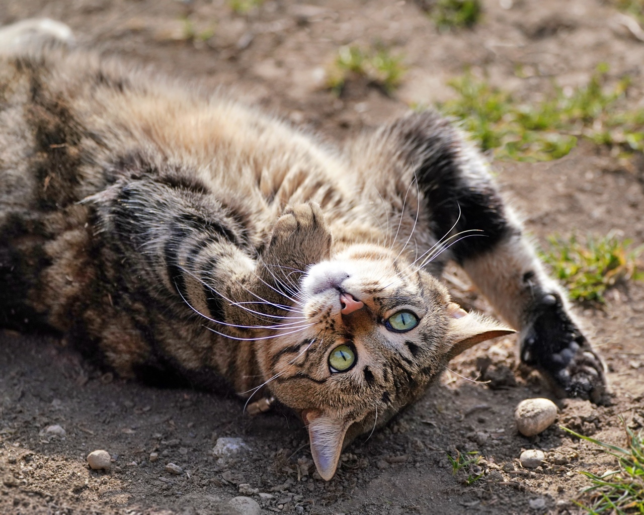 Серый зеленоглазый кот лежит на земле