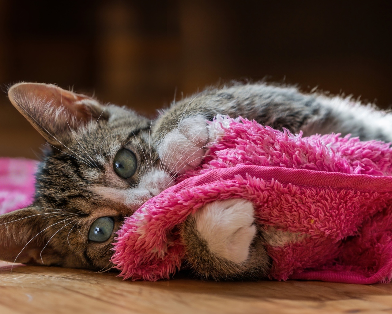 Серый котенок лежит на красном покрывале