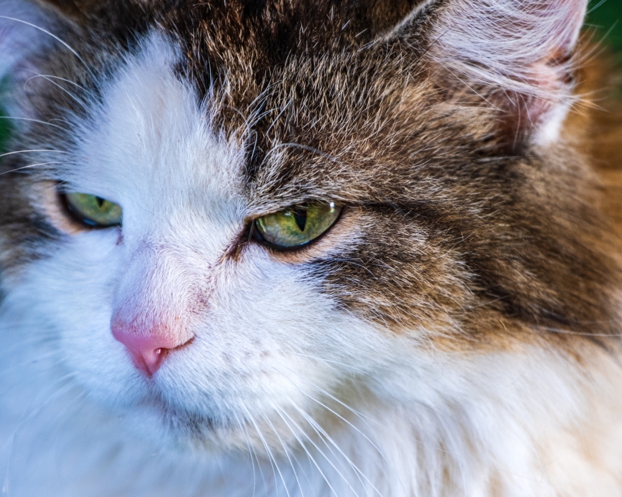 Зеленоглазый кот с розовым носом