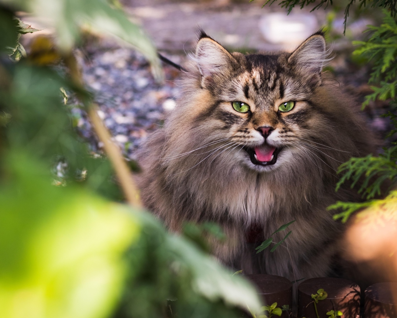 Зеленоглазый пушистый сибирский кот в кустах