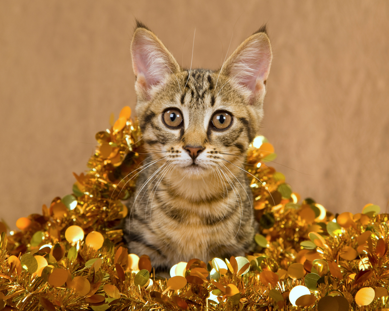 Котенок в новогодней мишуре