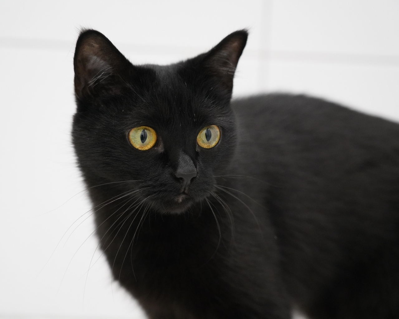 Большая домашняя черная кошка с желтыми глазами