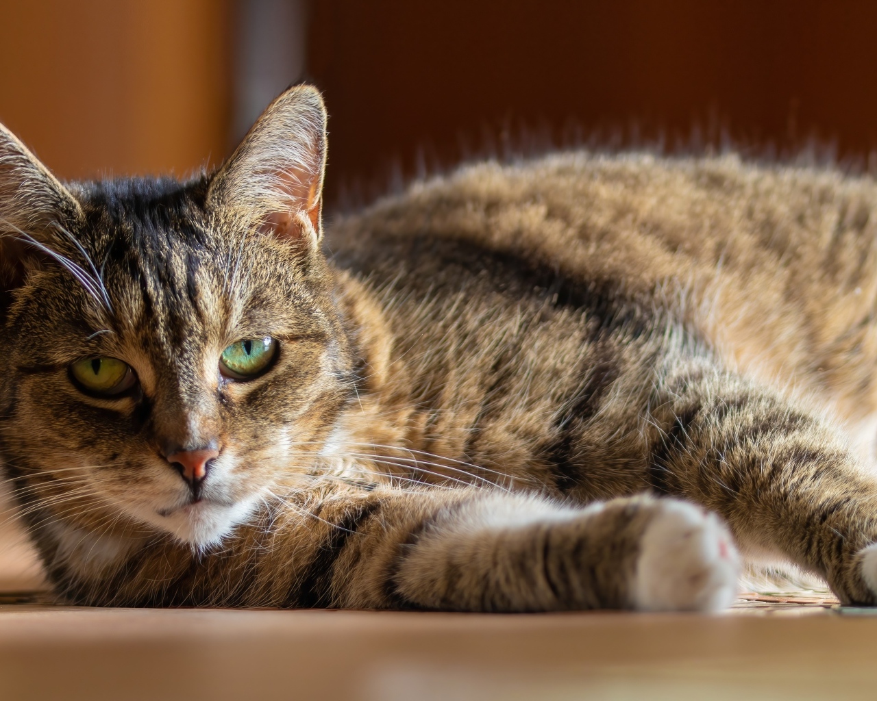 Большой домашний серый кот с зелеными глазами