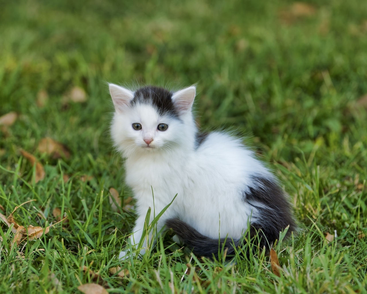 Маленький черно белый котенок сидит на зеленой траве