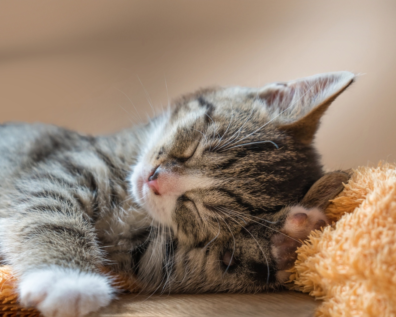 Маленький милый спящий серый котенок