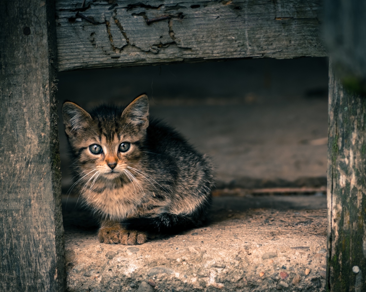 Маленький серый котенок в деревянной будке