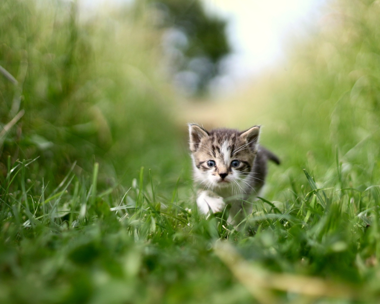 Маленький серый котенок в зеленой траве