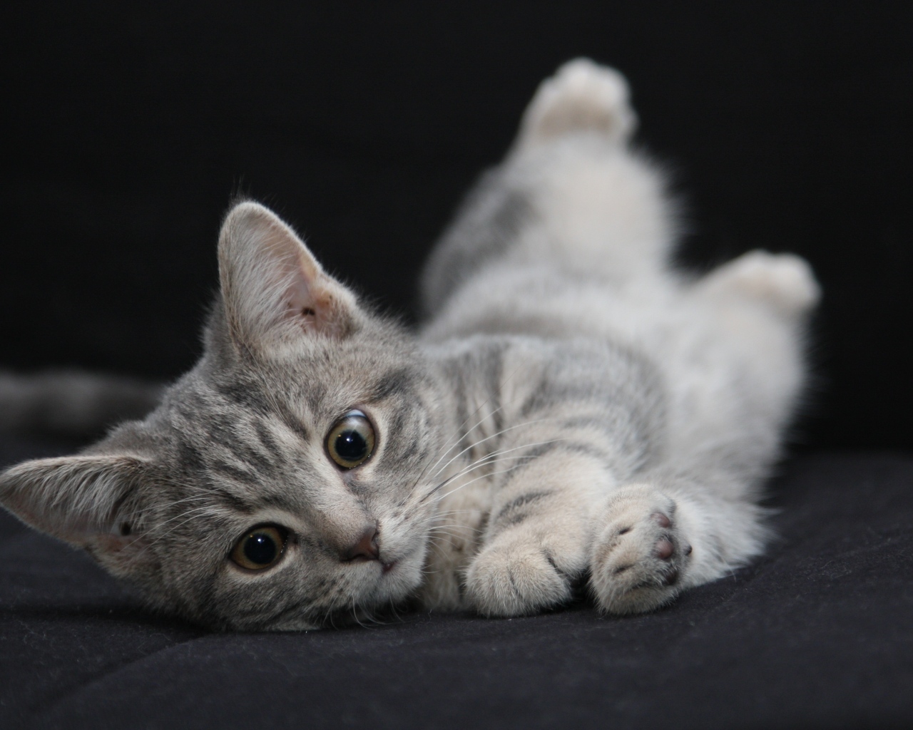 Маленький серый котенок на черном покрывале