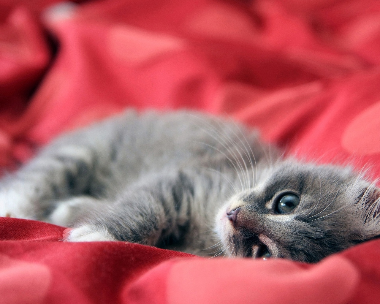 Маленький серый котенок на красном покрывале