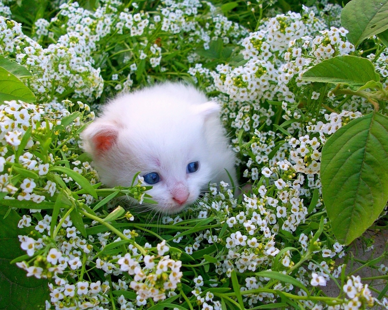 Маленький котенок в белых цветах
