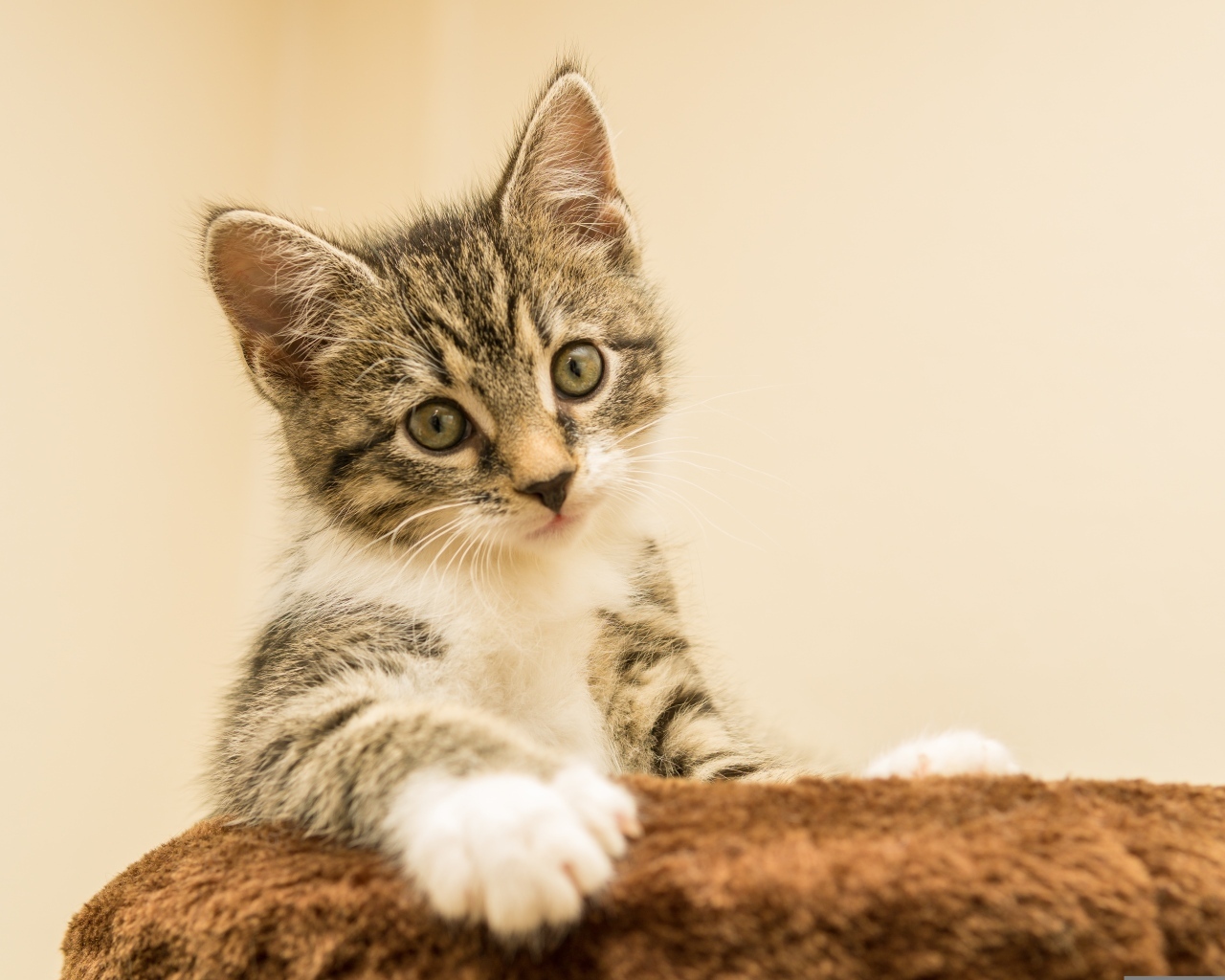 Маленький котенок лежит на подушке