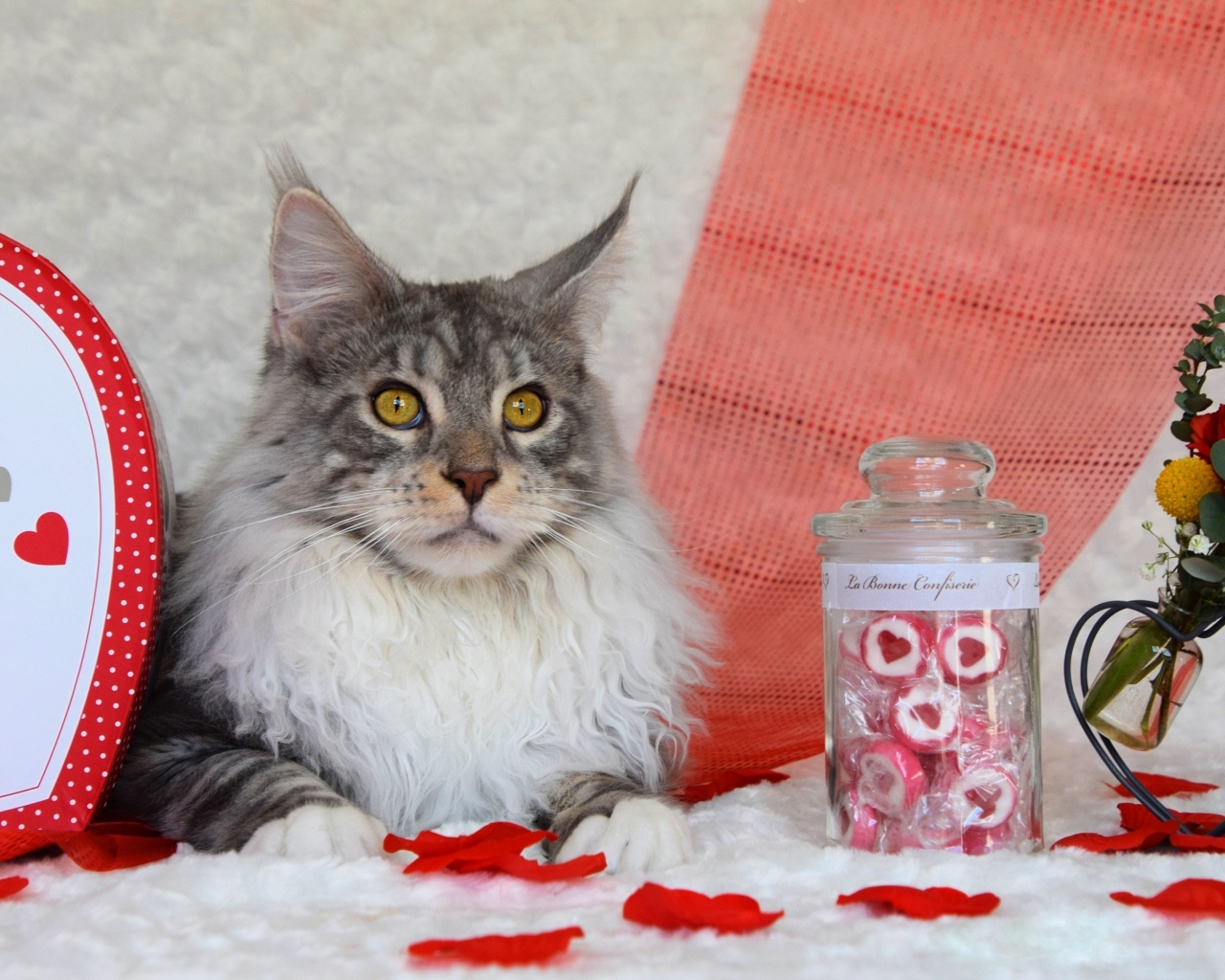 Кот породы мейн кун с сердечками