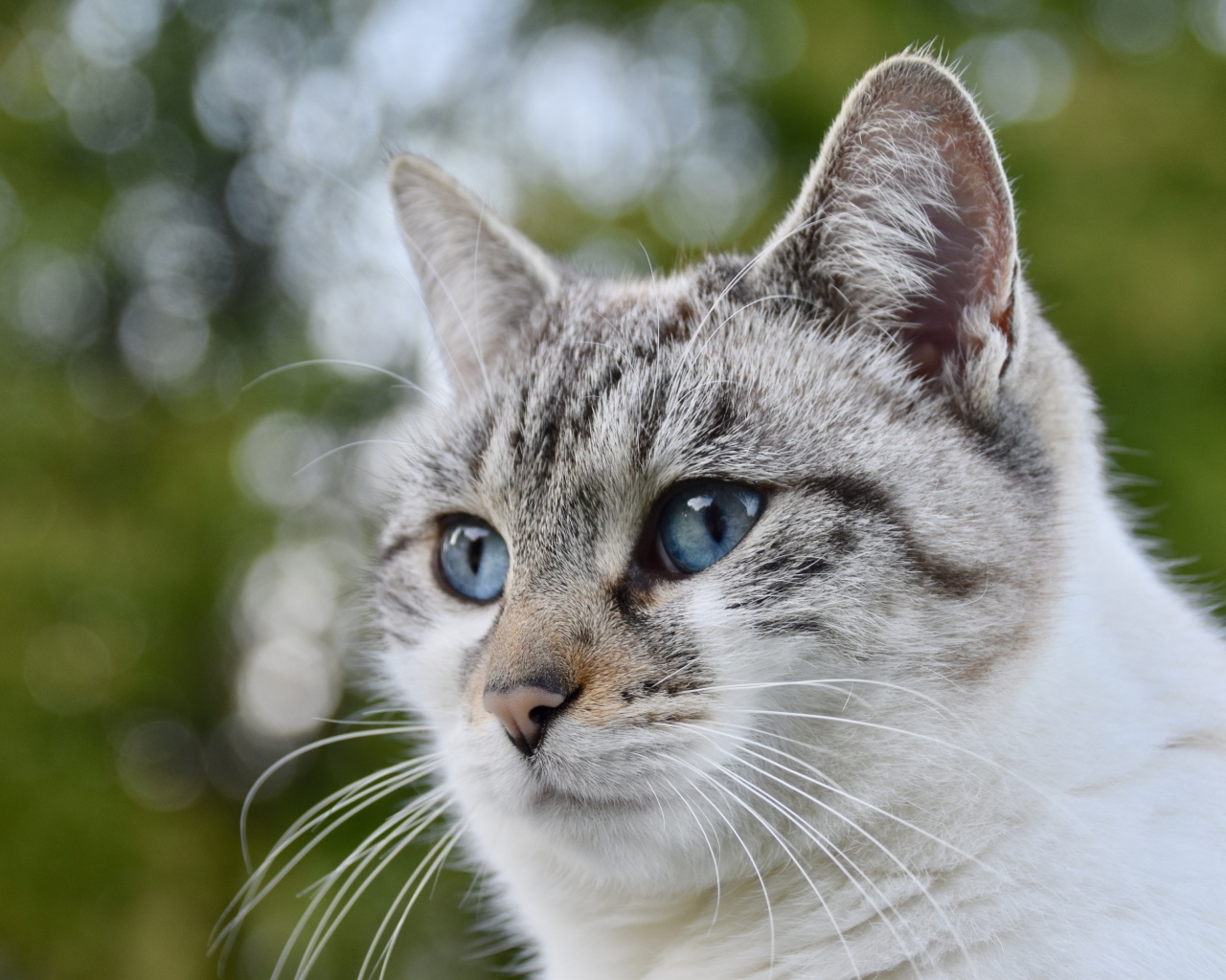 Морда голубоглазой породистой кошки