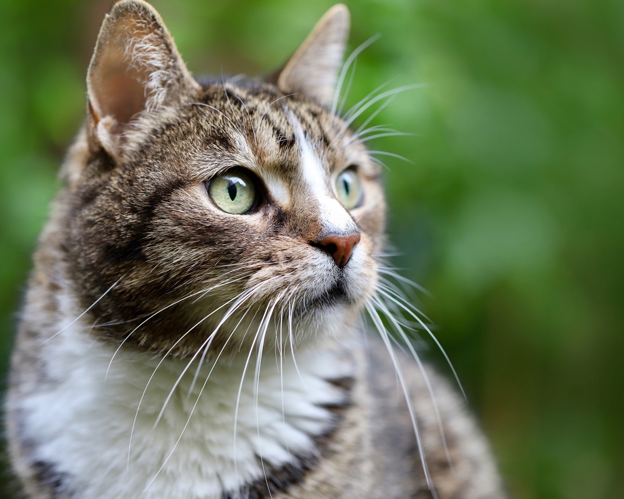 Морда серого кота с зелеными глазами