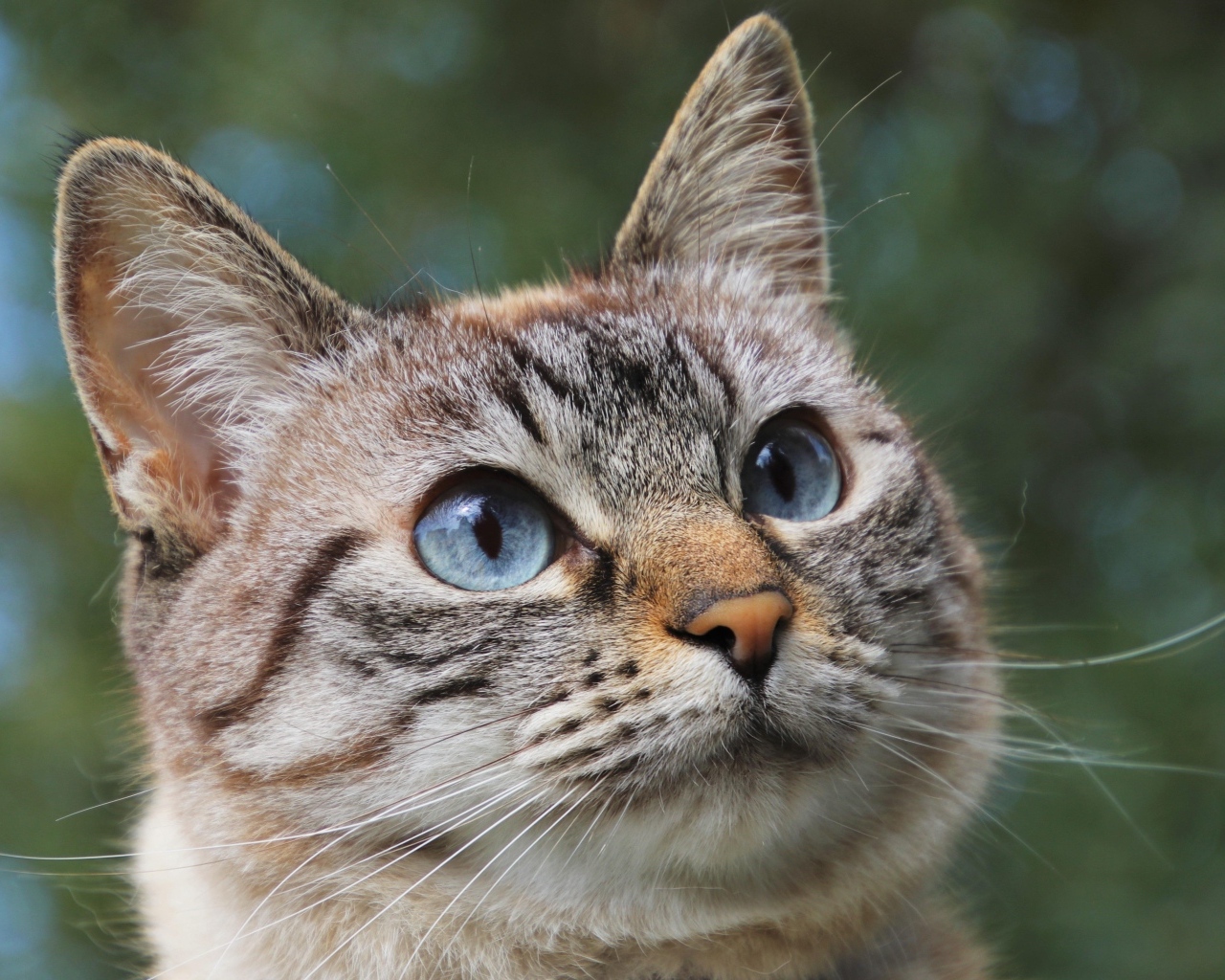 Морда породистой кошки с голубыми глазами