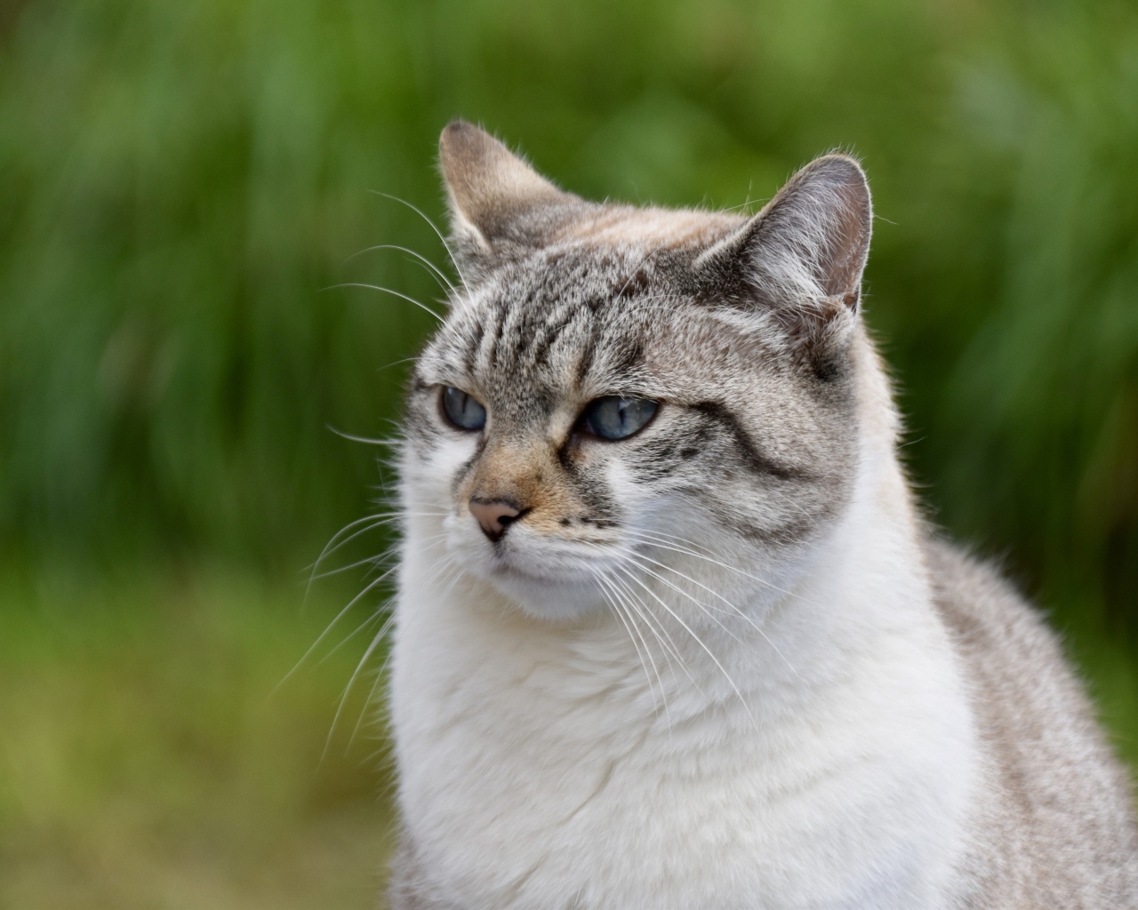 Задумчивый породистый кот 