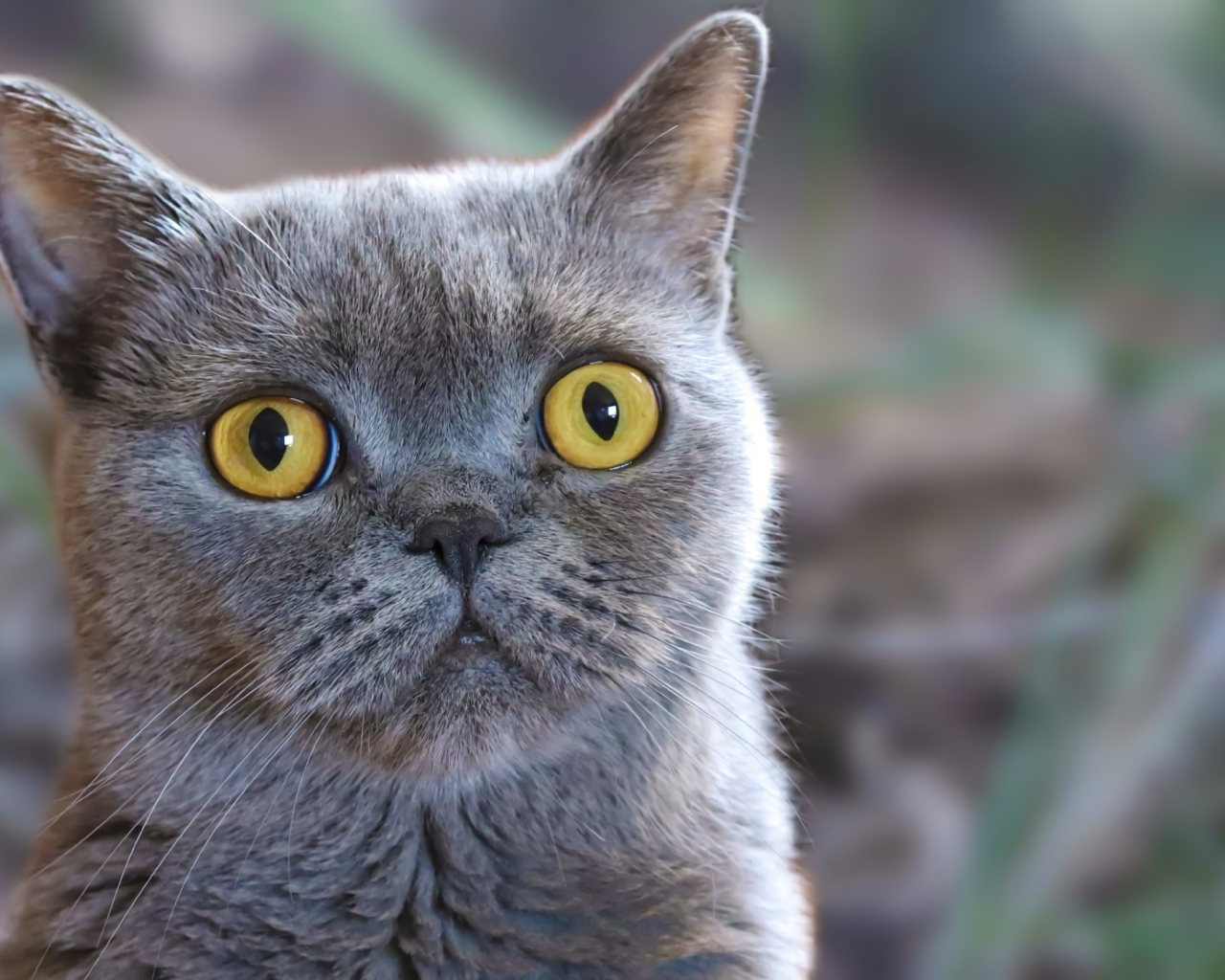 Породистый британский кот с большими желтыми глазами