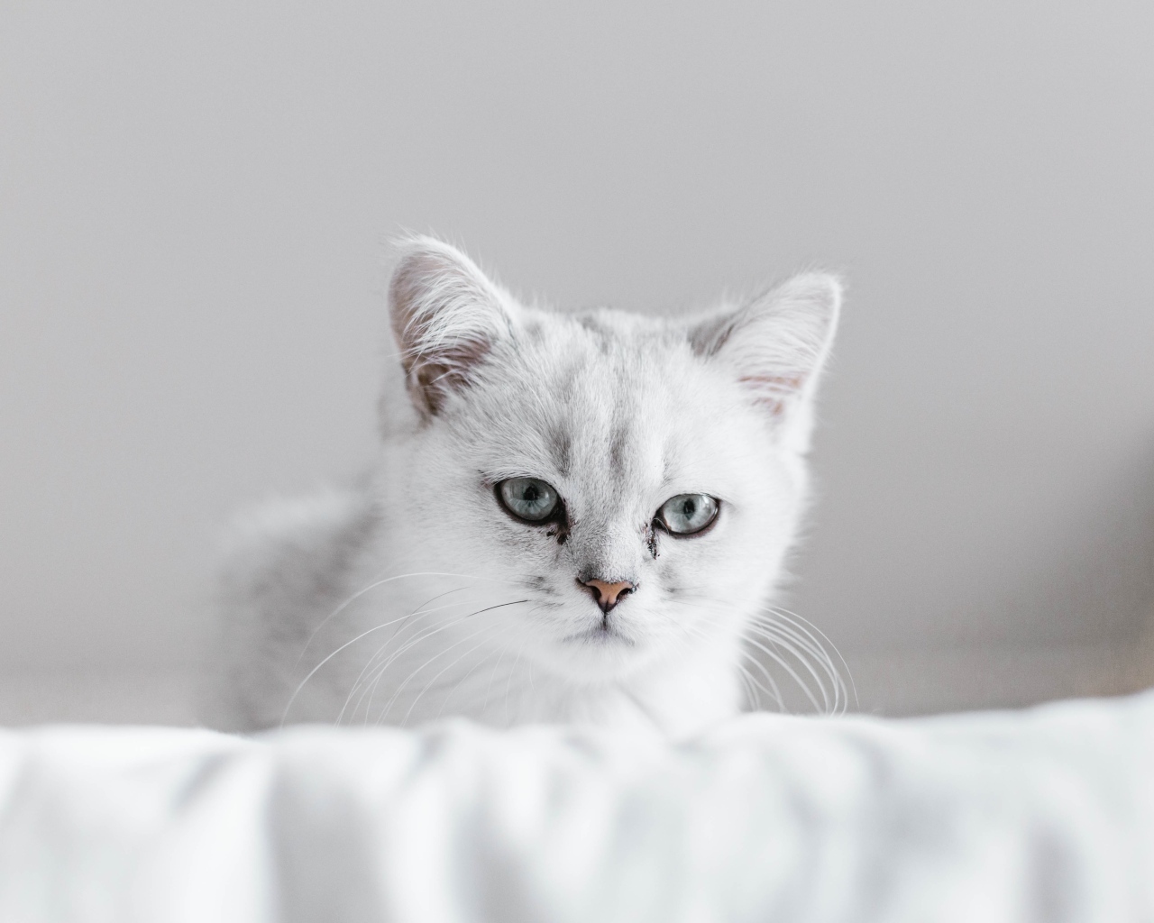 Породистый котенок сидит на белом покрывале