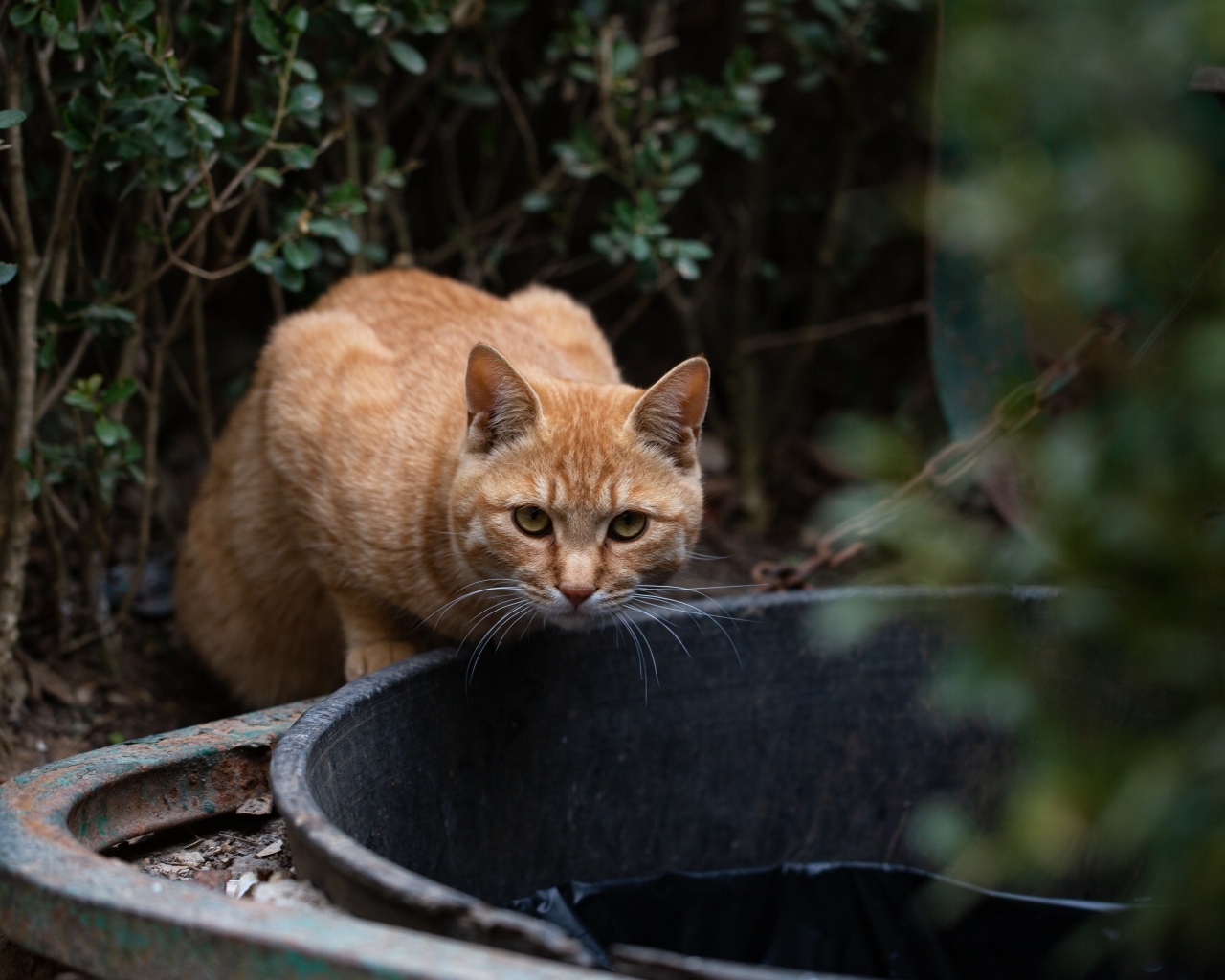 Рыжий кот пьет воду 