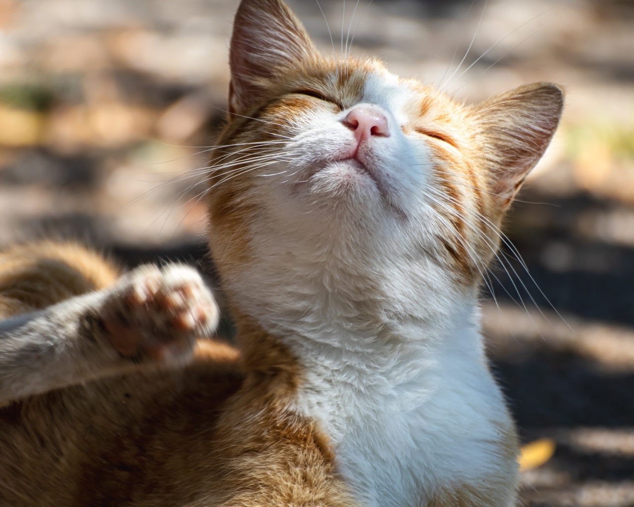 Рыжий кот с закрытыми глазами