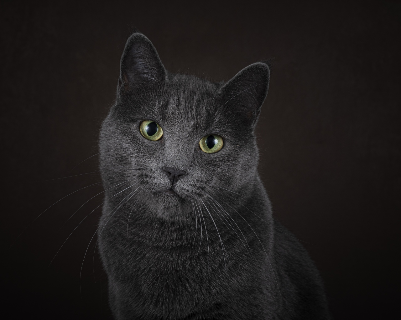 Русская голубая кошка на черном фоне