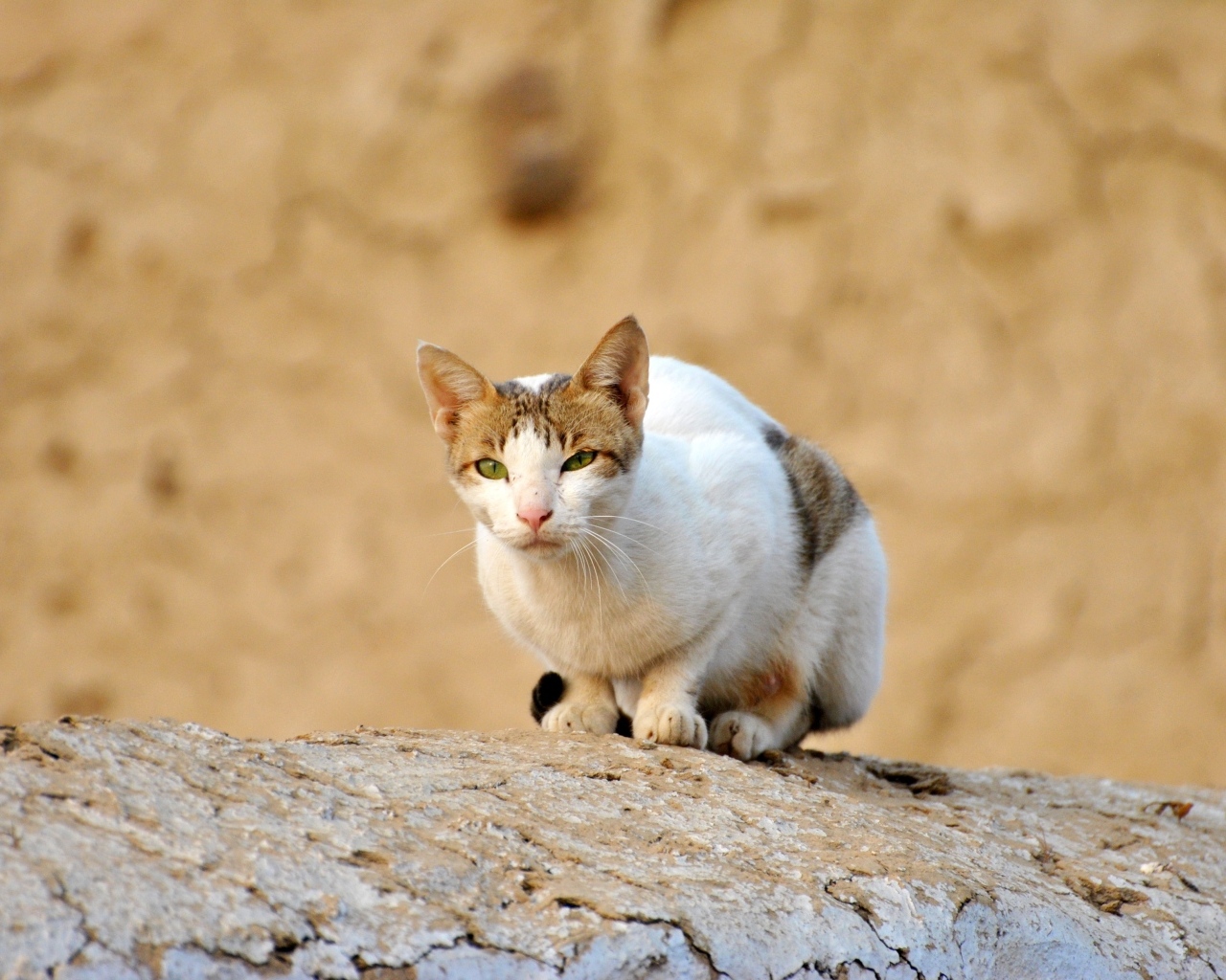 Грустный бродячий кот сидит на камне