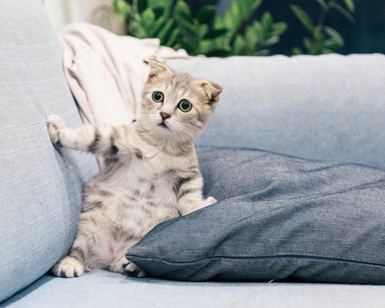 Испуганный котенок лежит на диване