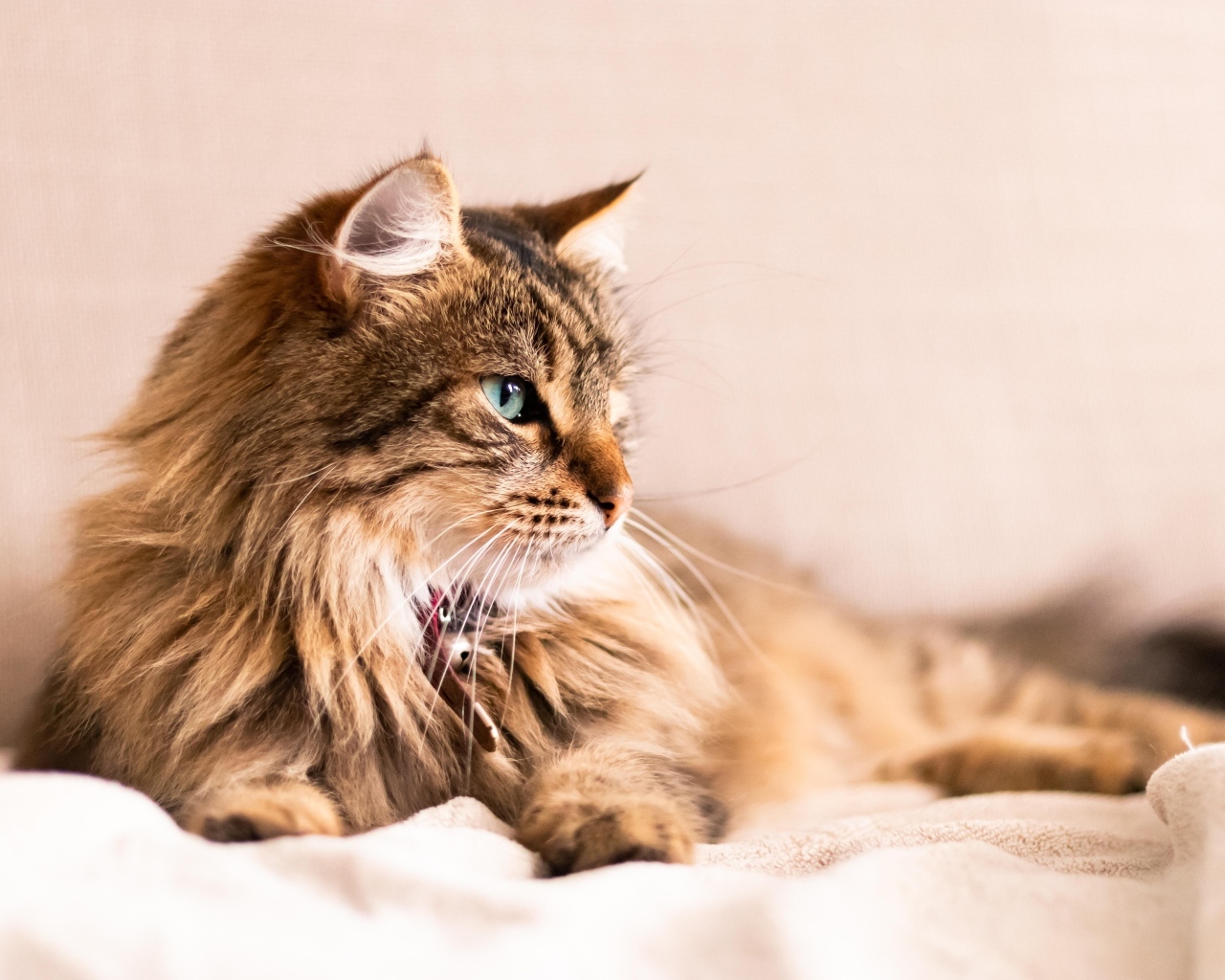 Серьезный пушистый серый кот лежит на кровати