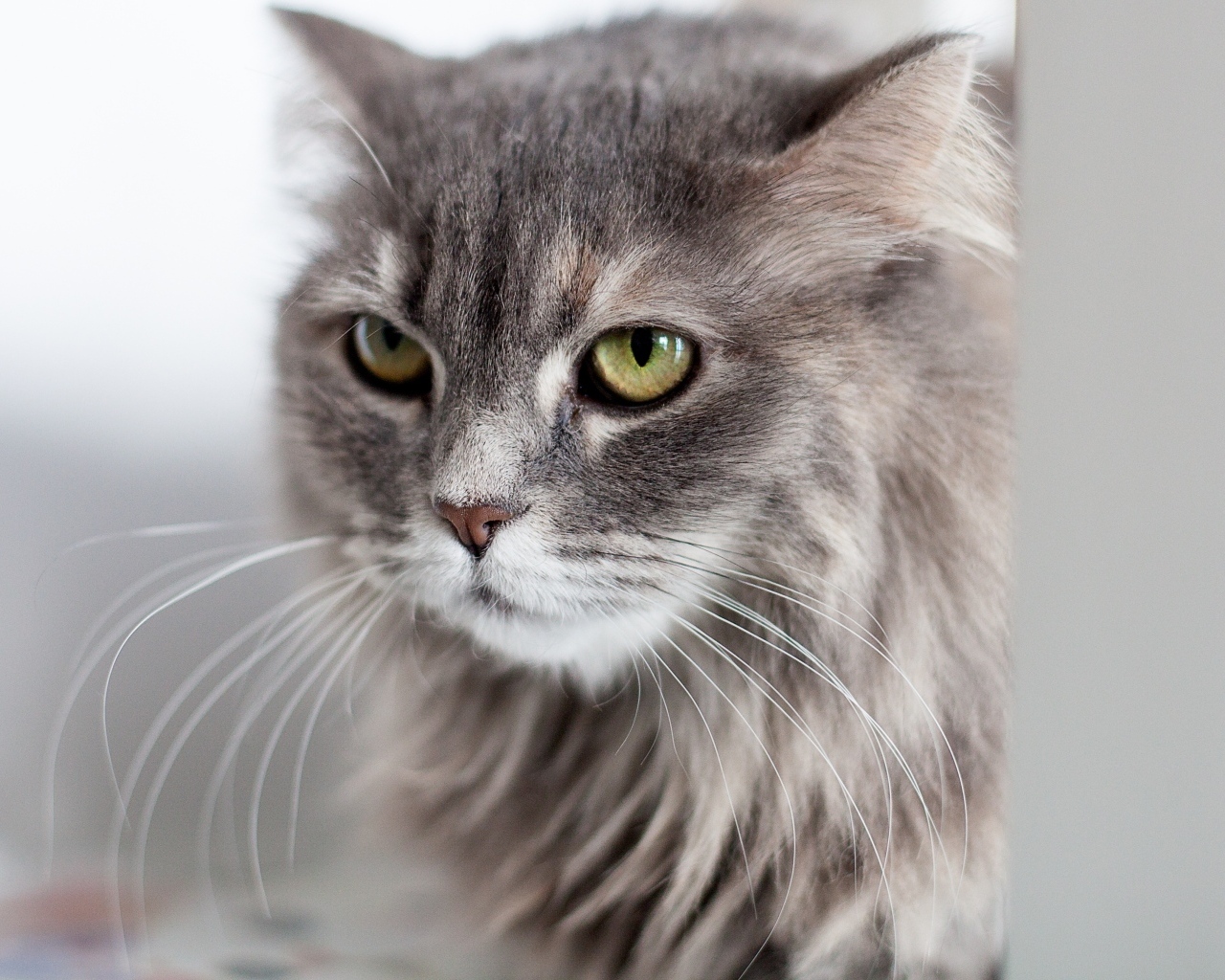 Серьезный взгляд пушистого серого кота