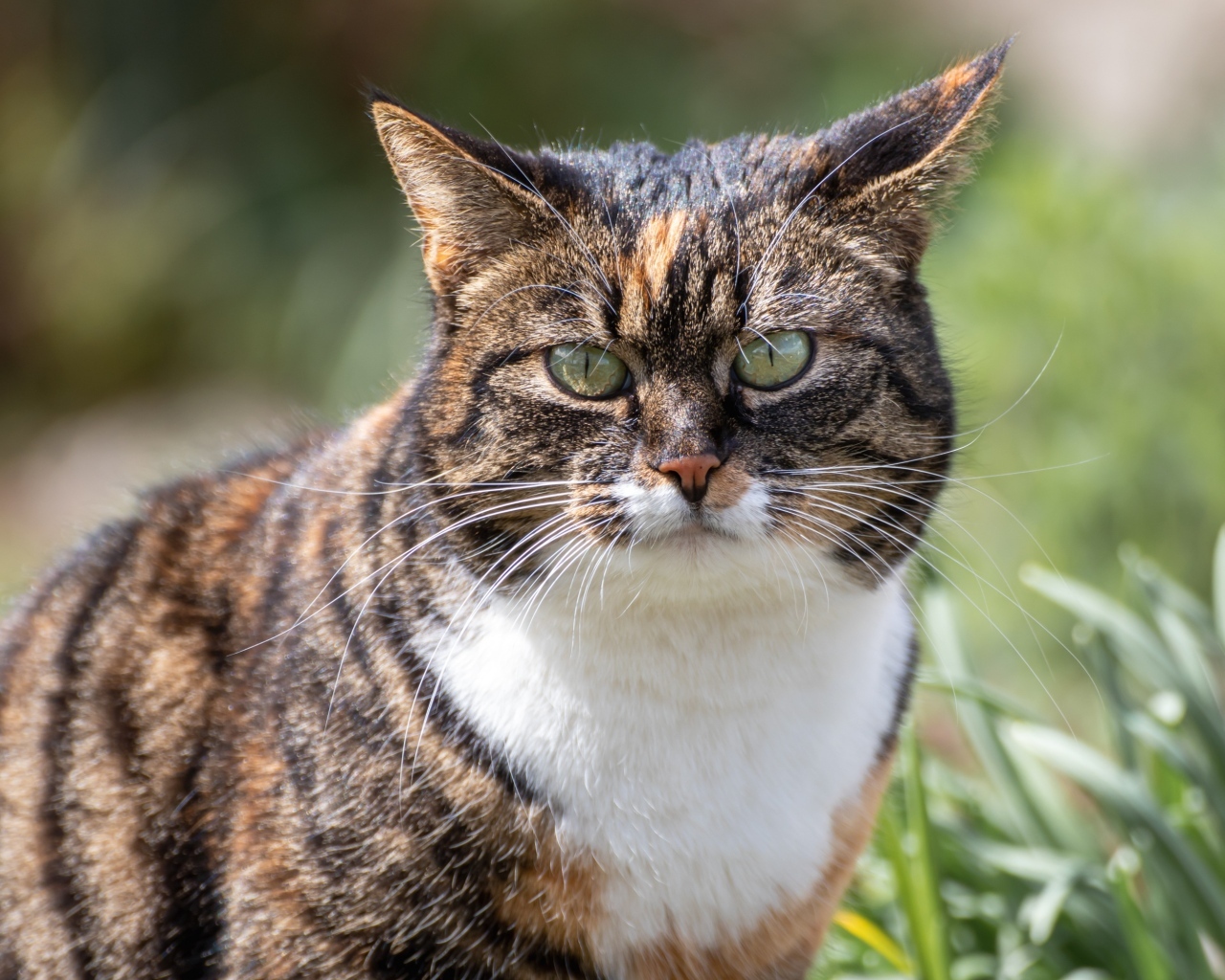 Серьезный полосатый кот гуляет по улице