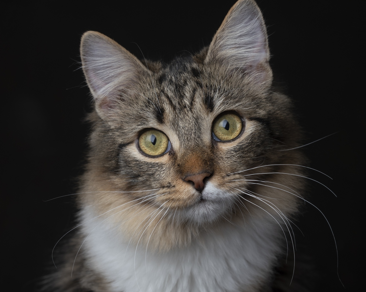 Умный взгляд пушистой кошки на черном фоне