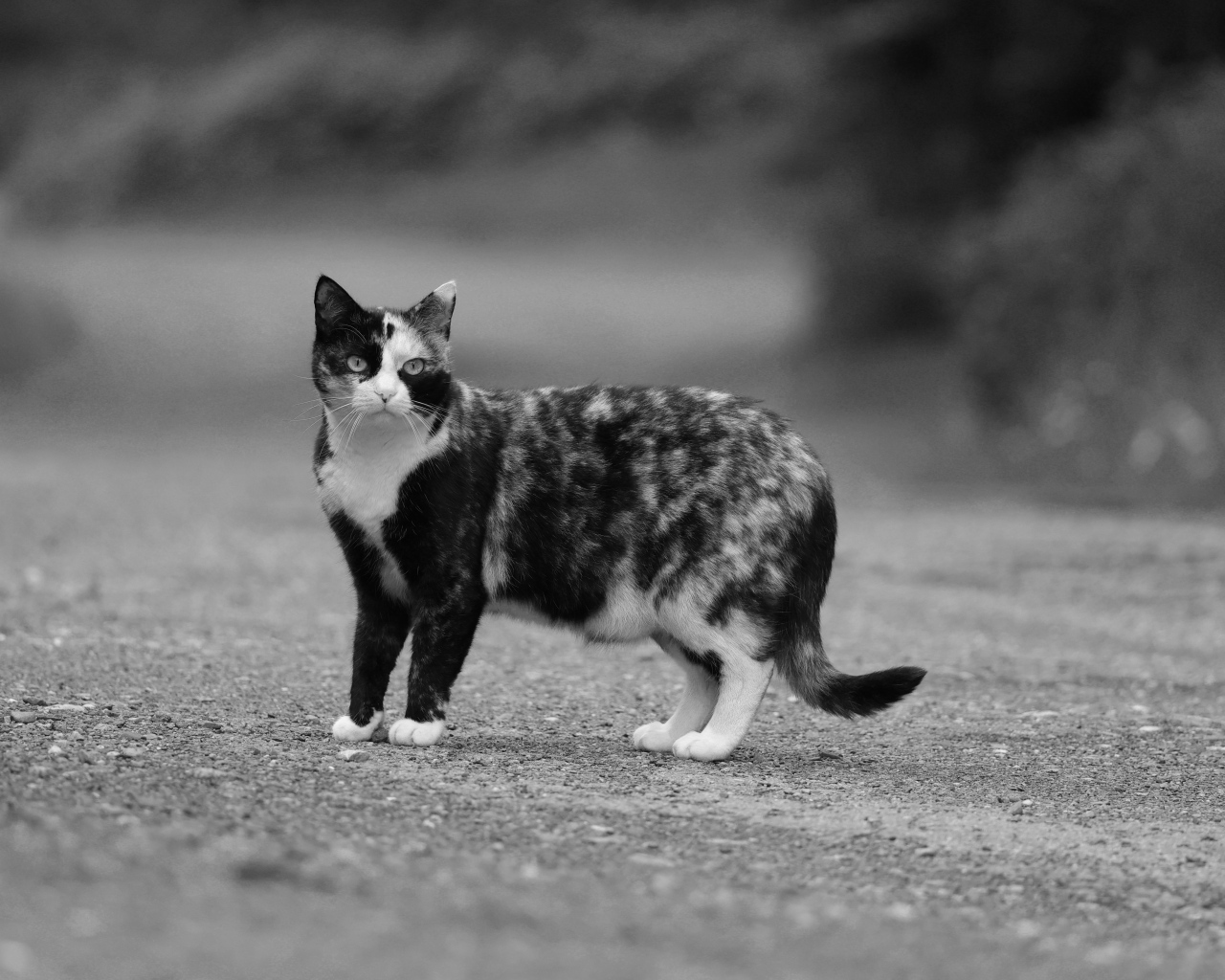 Пятнистая трехцветная кошка на дороге