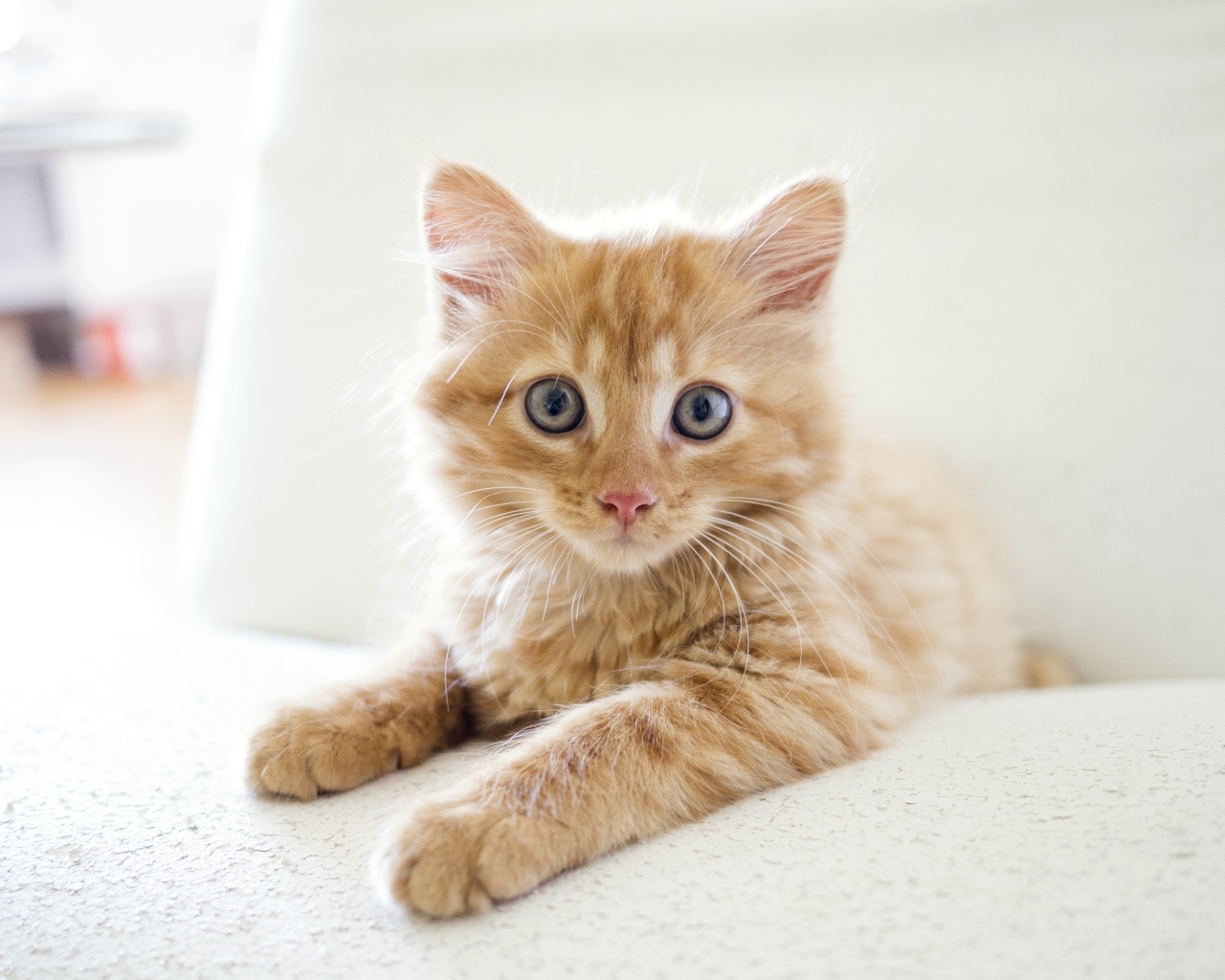 Удивленный взгляд маленького рыжего котенка
