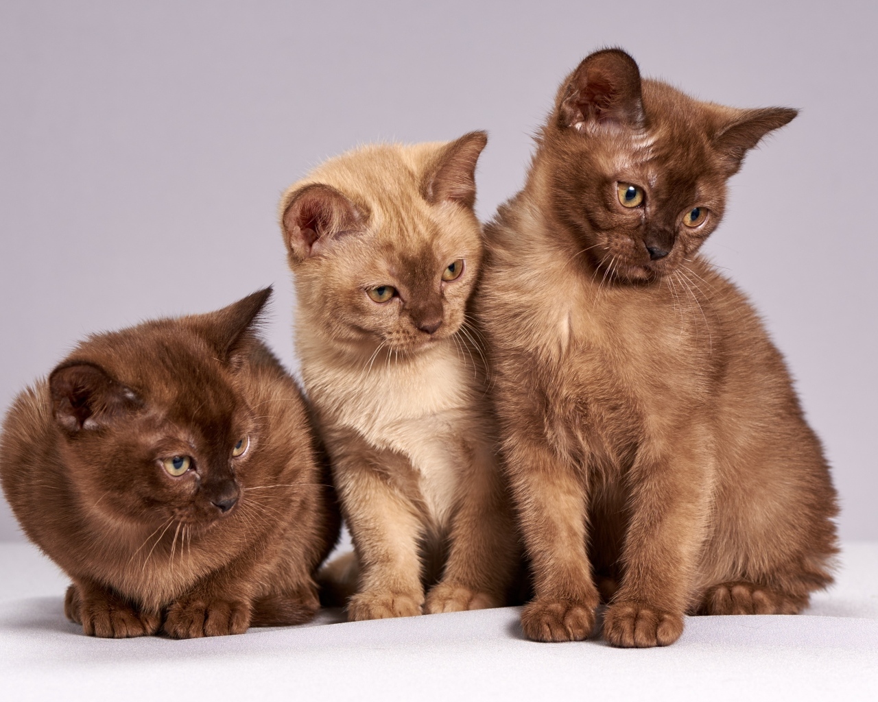 Три коричневых котенка бирманской породы на сером фоне