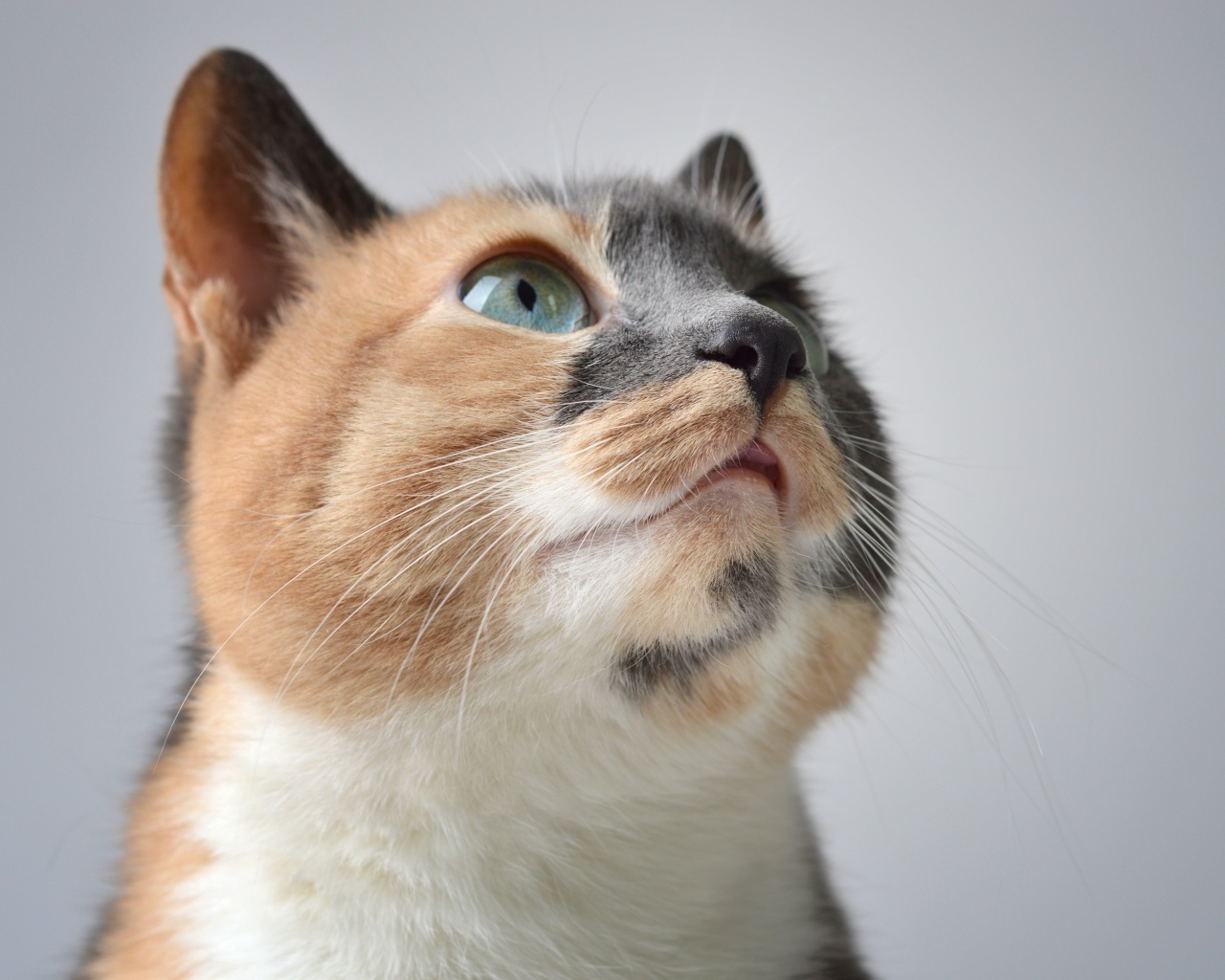 Трехцветная кошка на сером фоне