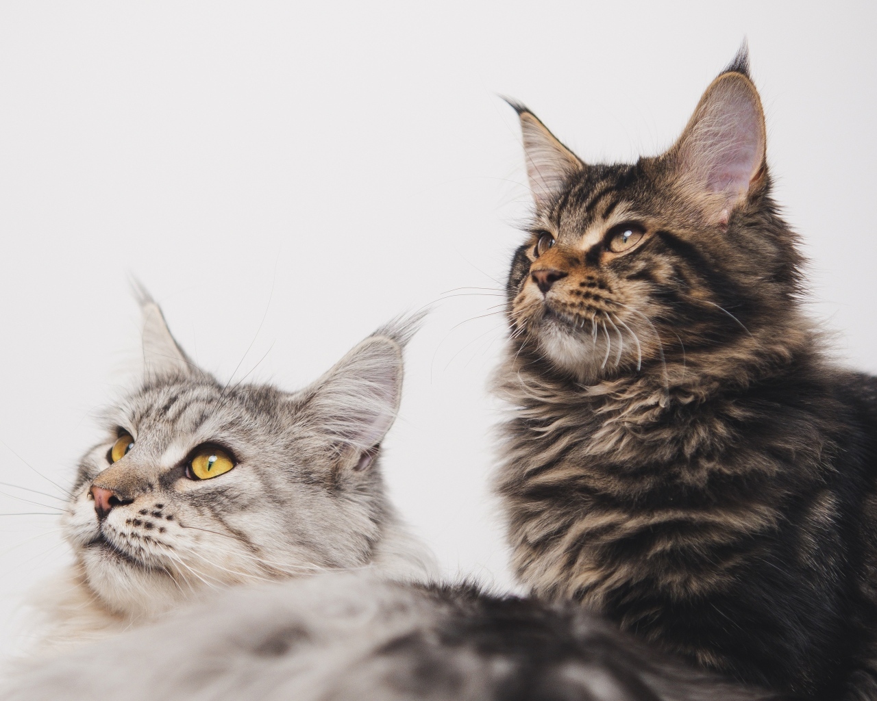 Два мейнкуна на сером фоне