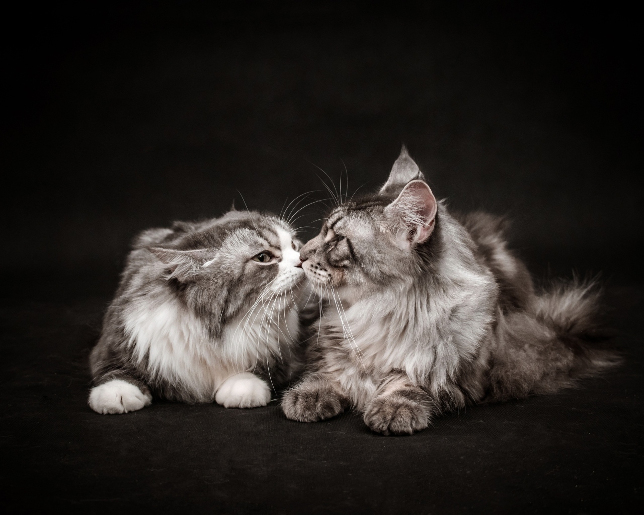 Два серых кота породы мейн кун на черном фоне