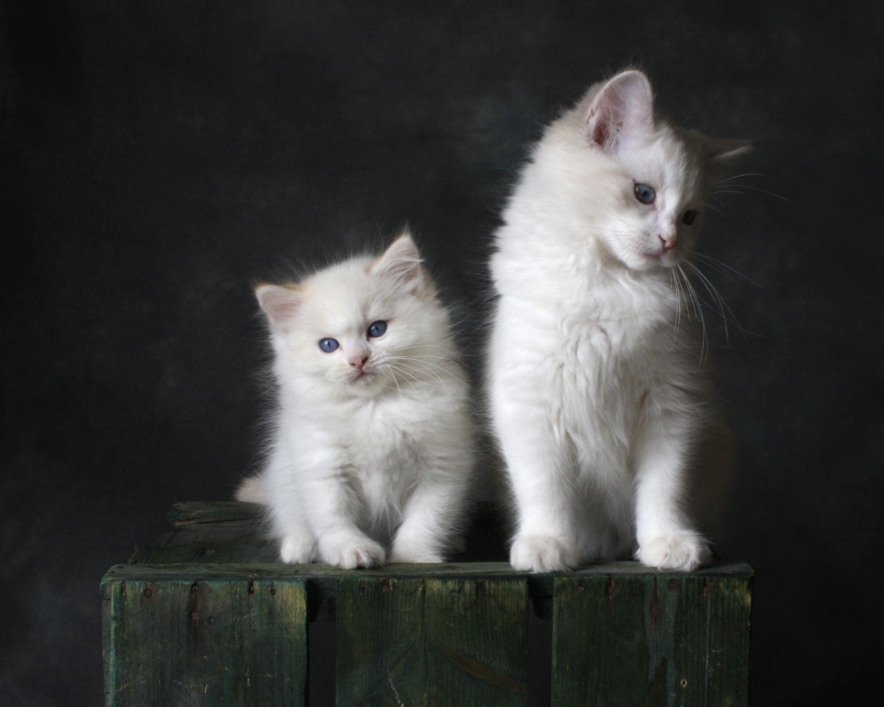 Два маленьких белых котенка на сером фоне