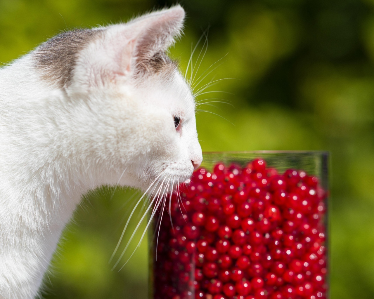 Белый кот нюхает ягоды красной смородины