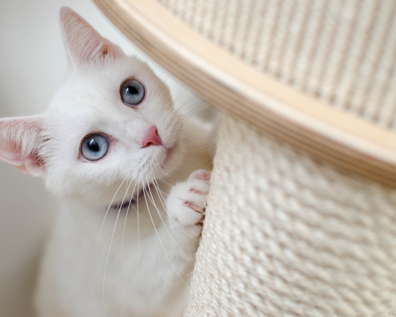 Белый котенок точит когти
