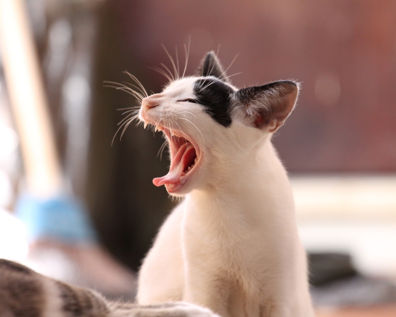 Зевающий черно белый кот 