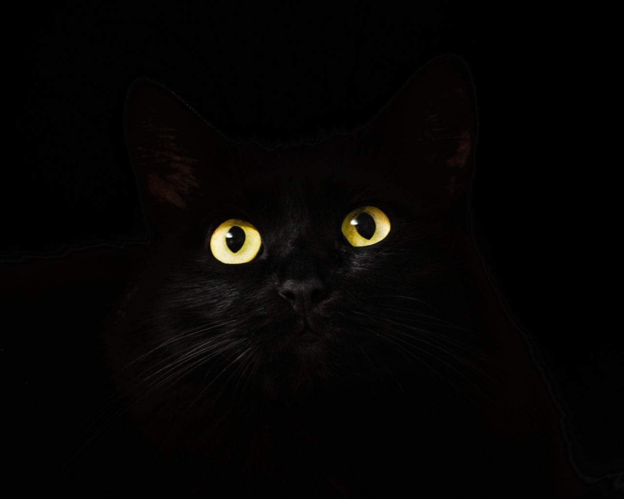 Желтые светящиеся глаза кошки на черном фоне